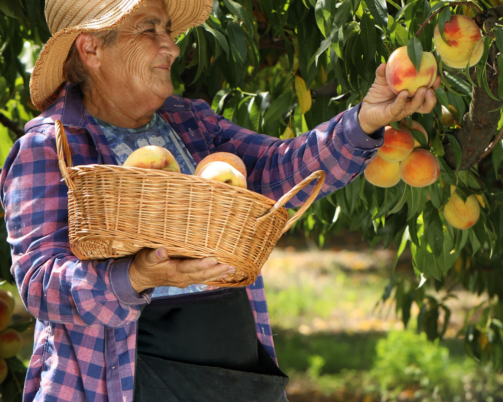 ფერმერების ერთგული პარტნიორი
